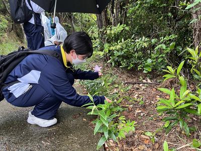 イシマササユリ保護活動と研究1