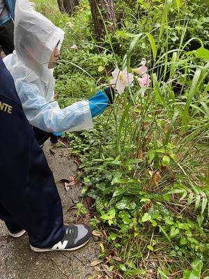 イシマササユリ保護活動と研究3