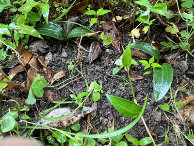 イシマササユリ保護活動と研究4